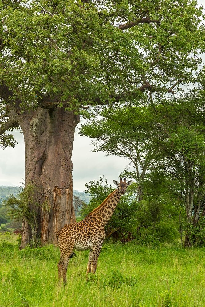 Africa-Tanzania-Tarangire National Park Maasai giraffe and large tree  art print by Jaynes Gallery for $57.95 CAD